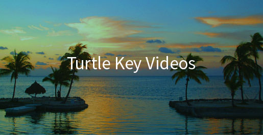 turtle-key-videos