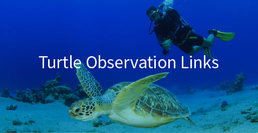 turtle-observation-links